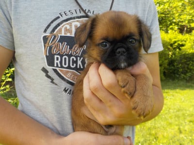 Les chiots de Petit Brabançon
