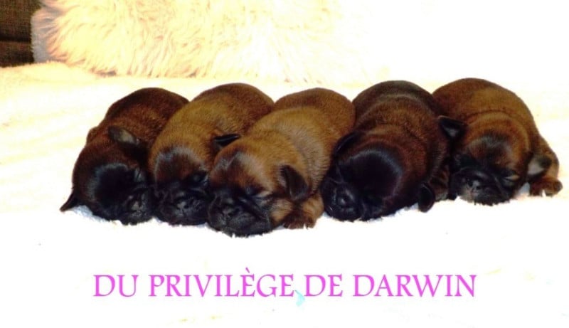 Petit Brabançon - Du Privilège De Darwin