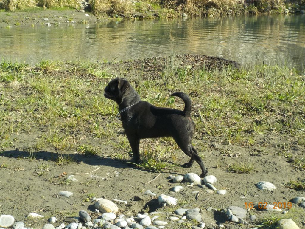 Accueil Elevage Du Privilege De Darwin Eleveur De Chiens