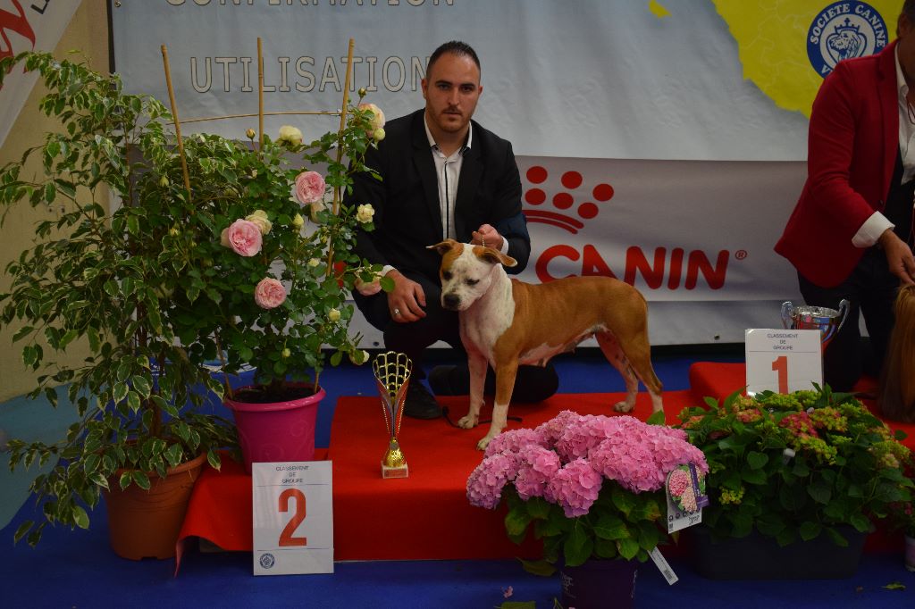 CH. Mademoisel royal montenegro of balkan staff - 1er excellent CACS BOB BOG2