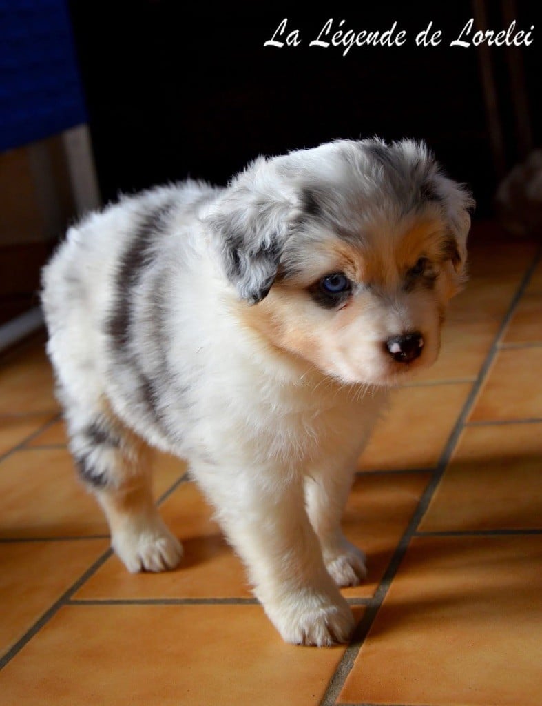 Femelle bleue merle 1