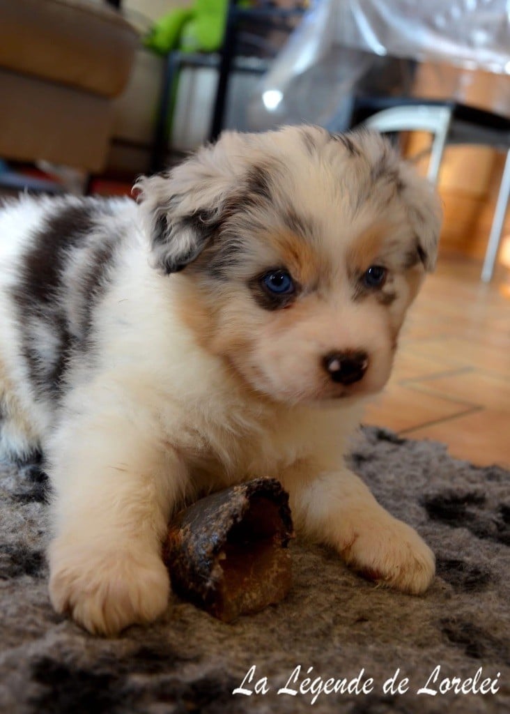 Femelle bleue merle 1