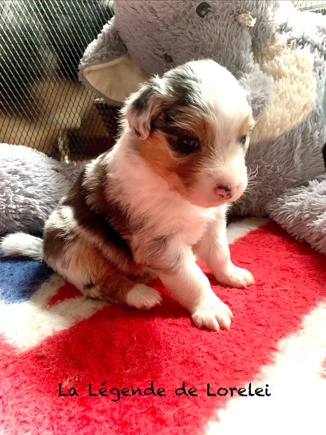 Femelle bleu merle 2