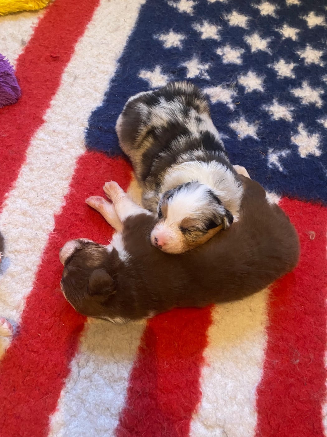 Femelle bleu merle 2
