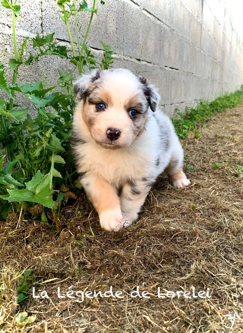 Femelle bleu merle 1