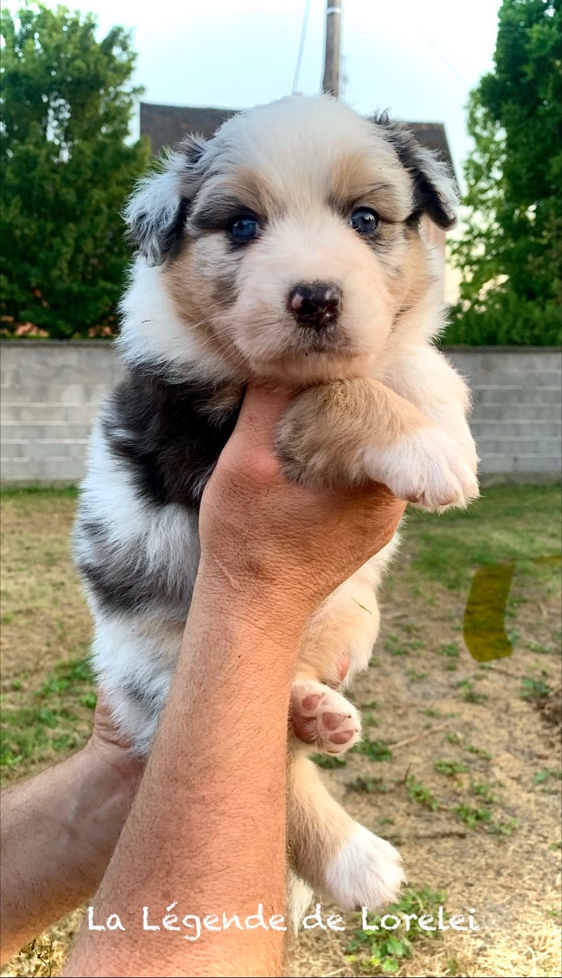 Femelle bleu merle 1