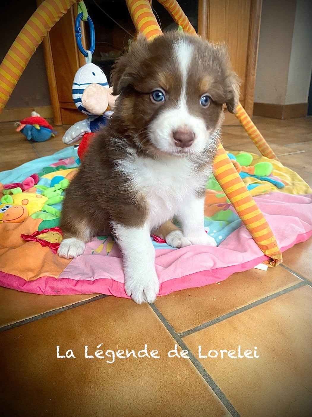 Willy