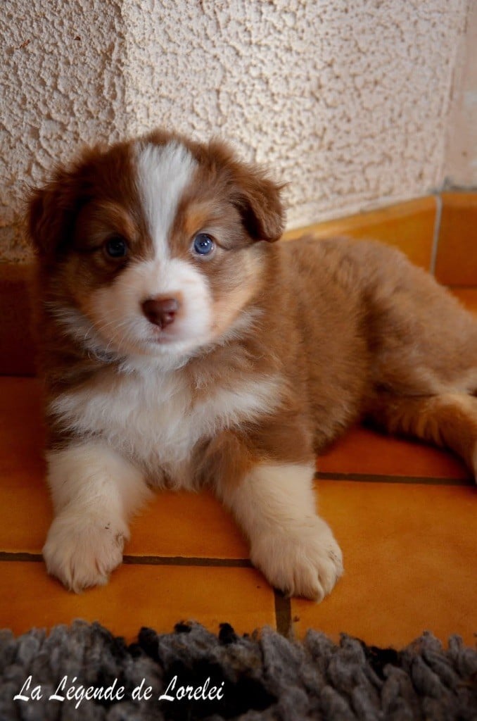 Berger Australien - De La Légende De Lorelei