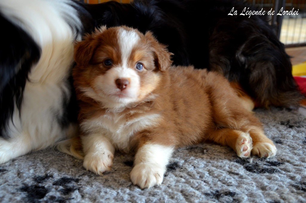 Femelle rouge tricolore 2