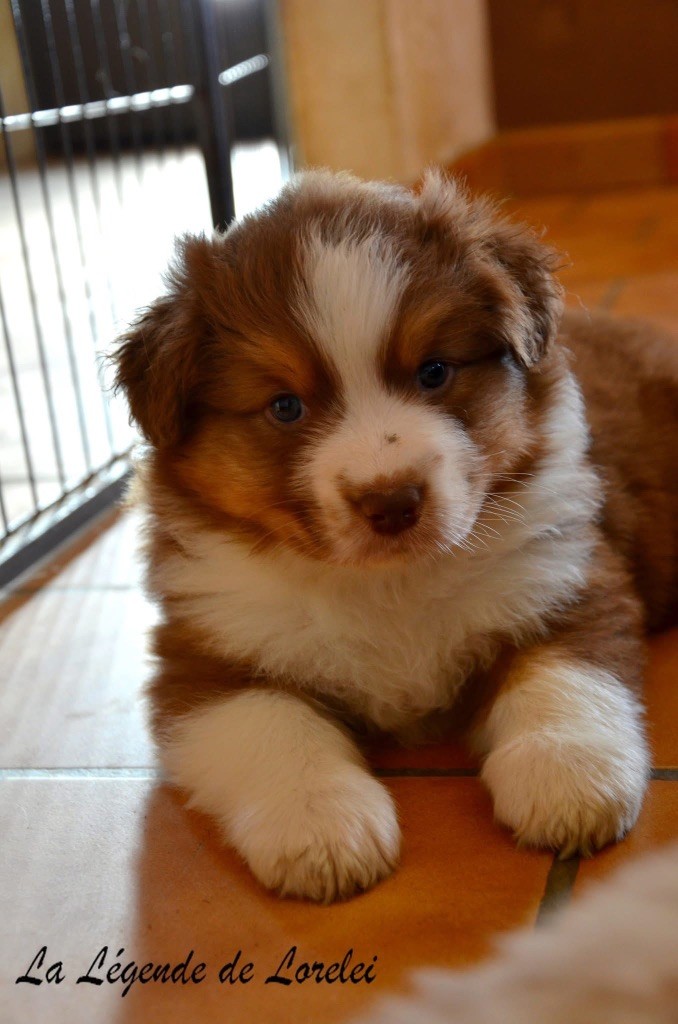 Femelle rouge tricolore 1