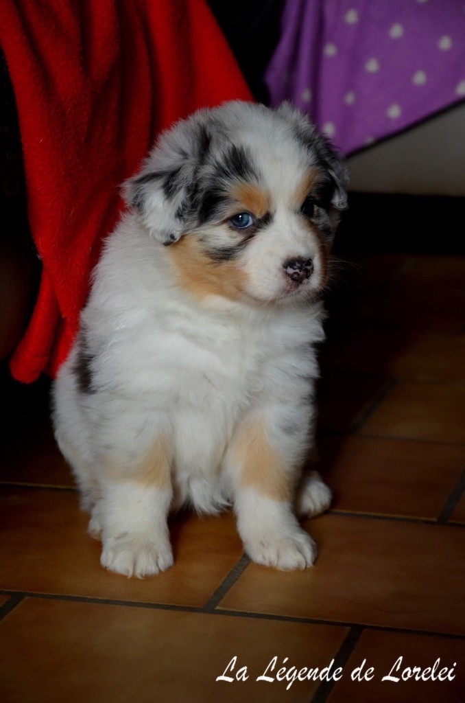 Femelle bleue merle 2