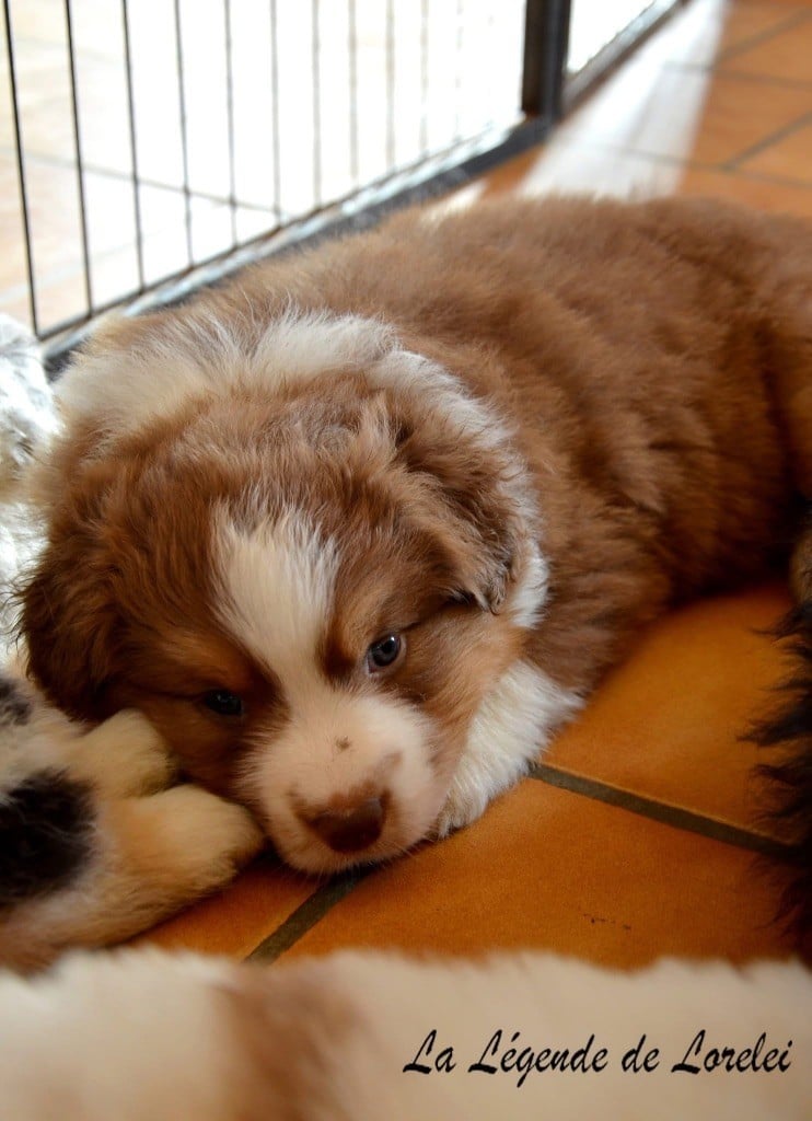 Femelle rouge tricolore 1