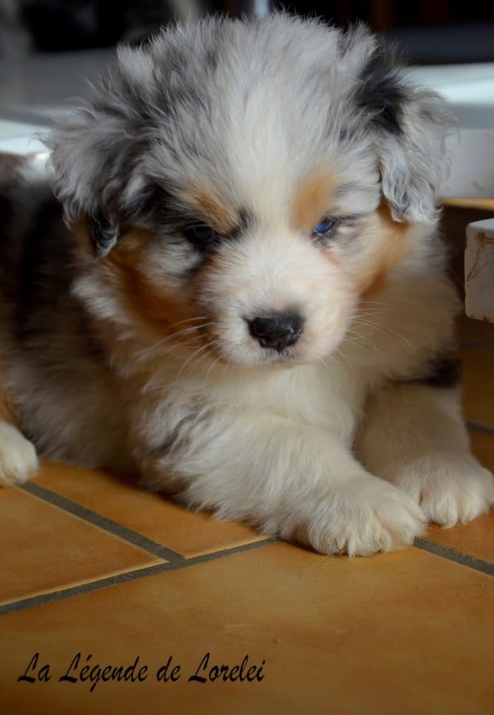 Mâle bleu merle