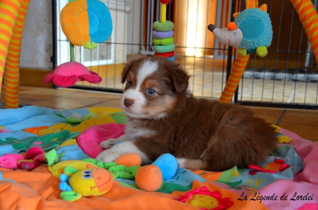 Femelle rouge tricolore 2