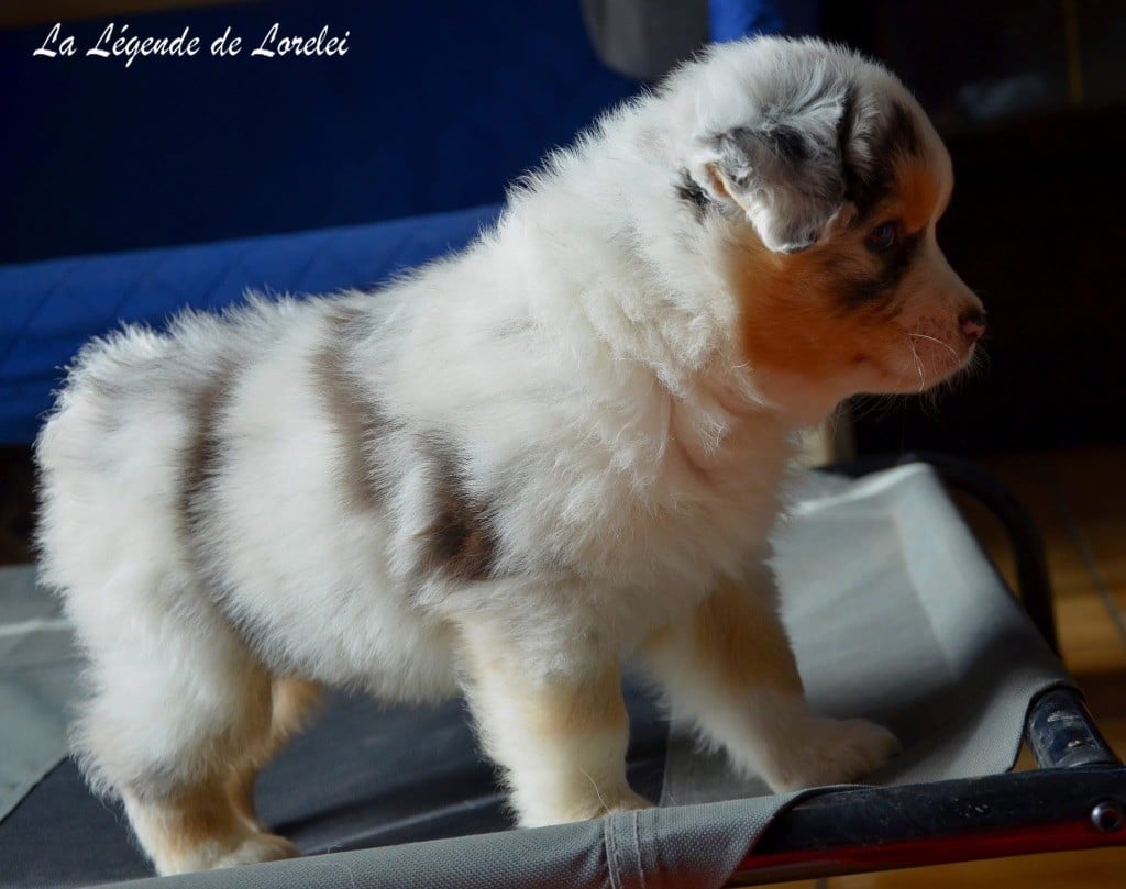 Femelle bleue merle 2