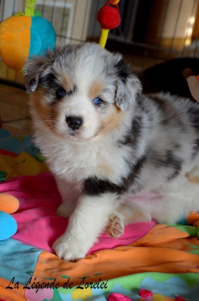 Mâle bleu merle