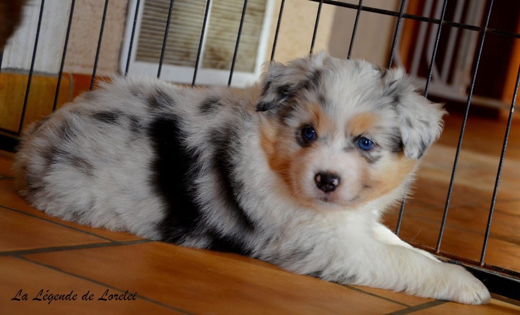 Femelle bleue merle 1