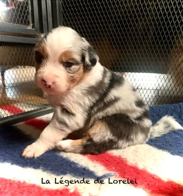 Les chiots de Berger Australien