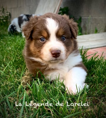 Les chiots de Berger Australien