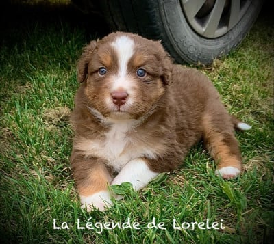 Les chiots de Berger Australien