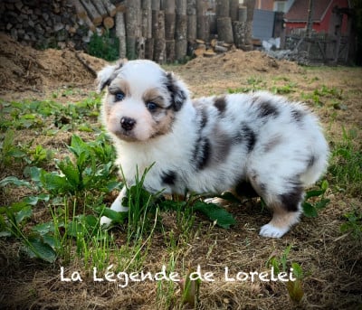 Les chiots de Berger Australien