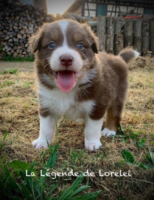 Les chiots de Berger Australien