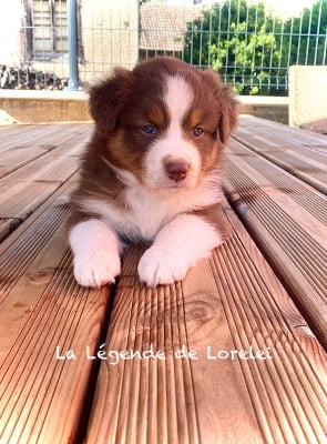 Les chiots de Berger Australien