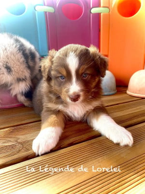 Les chiots de Berger Australien