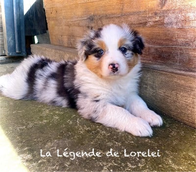 Les chiots de Berger Australien