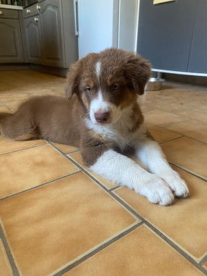 Les chiots de Berger Australien