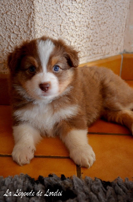 Les chiots de Berger Australien