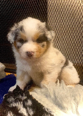 Les chiots de Berger Australien