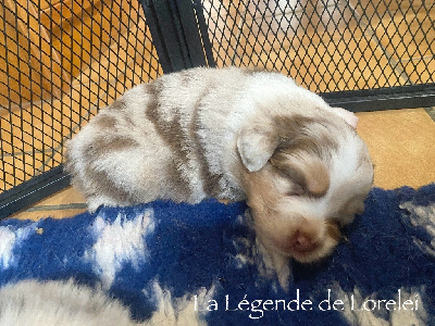 Les chiots de Berger Australien