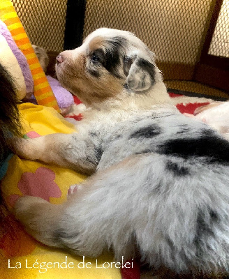 Les chiots de Berger Australien