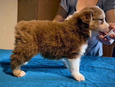 Les chiots de Berger Australien