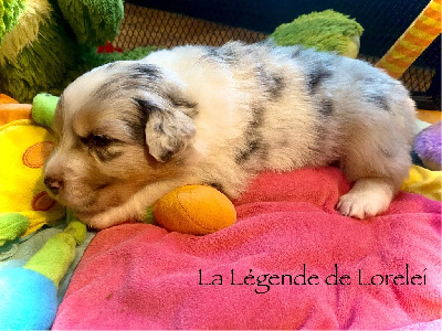 Les chiots de Berger Australien