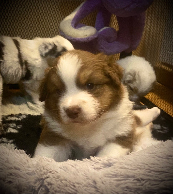 Les chiots de Berger Australien