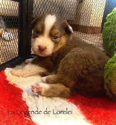 Les chiots de Berger Australien