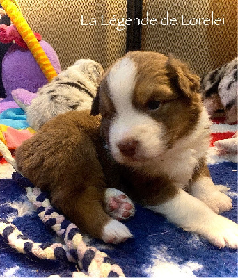 Les chiots de Berger Australien