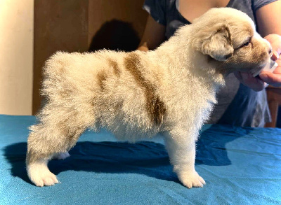 Les chiots de Berger Australien