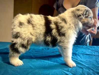 Les chiots de Berger Australien