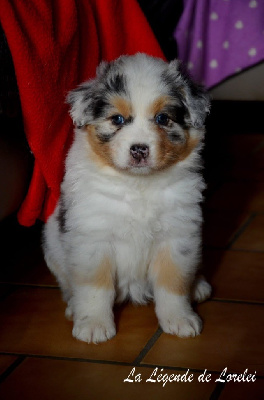Les chiots de Berger Australien