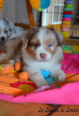 Les chiots de Berger Australien