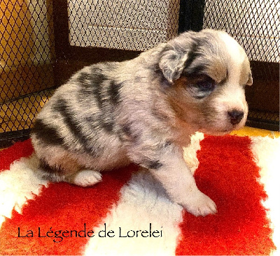 Les chiots de Berger Australien