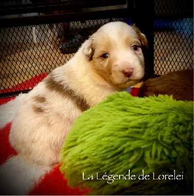 Les chiots de Berger Australien
