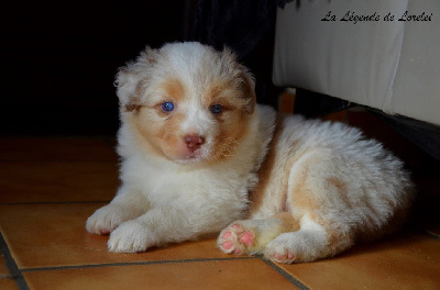 Les chiots de Berger Australien
