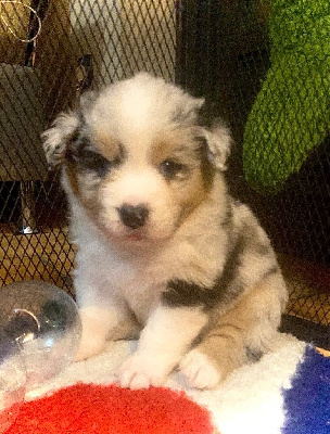 Les chiots de Berger Australien