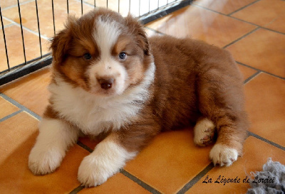 Les chiots de Berger Australien
