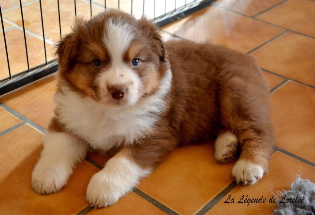 Femelle rouge tricolore 1