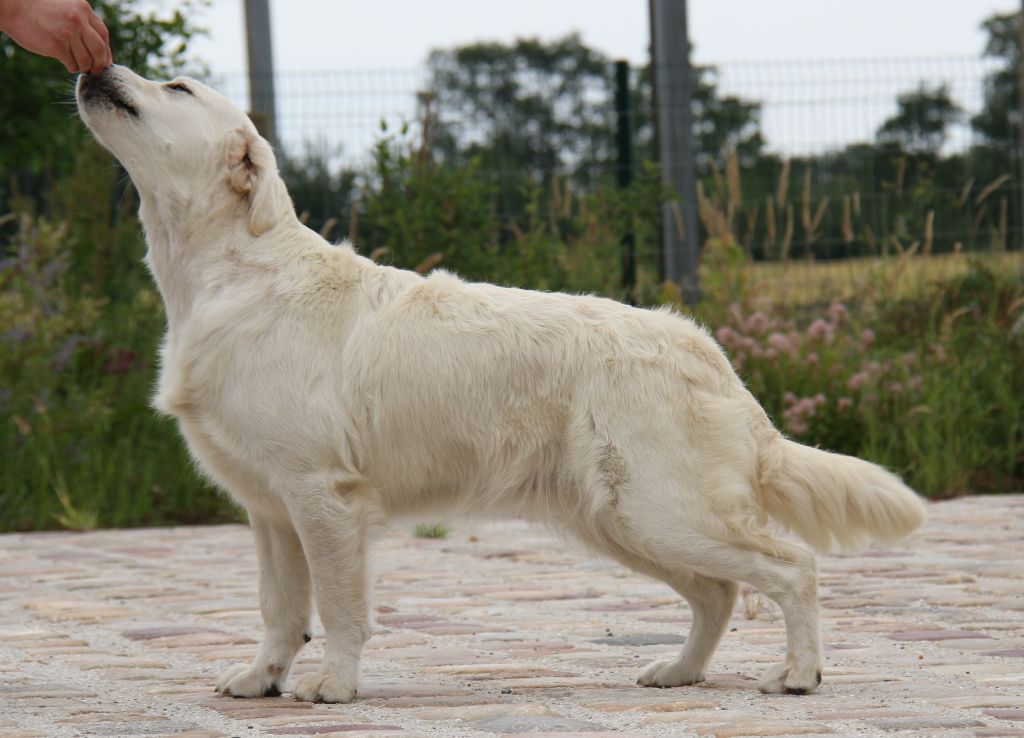 Publication : Gold Heaven